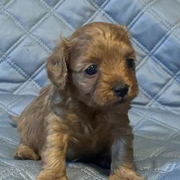 Cavapoo and Maltipoo Puppies from Julie Chandler