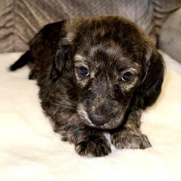 Girl 3 - Brindle female Dachshund puppy in Fredonia, Arizona from Desert Horizon Dachshunds