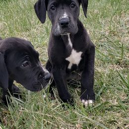 Great Dane Puppies from HCC Great Danes