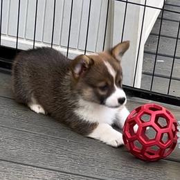 Male 1 - Sable male Pembroke Welsh Corgi puppy in Moundville, Alabama from Cartee Corgis - Debi Cartee Mills