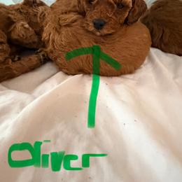 Oliver - Red  male Poodle puppy in Colerain, North Carolina from Lisa's Poodles
