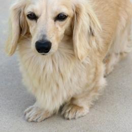 Lulu - Dachshund