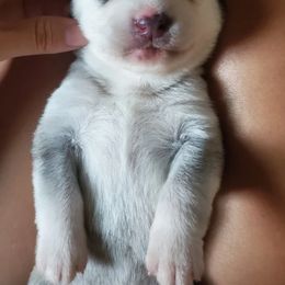 Siberian Husky Puppies from Canace Siberians