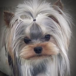 Cubby - Yorkshire Terrier