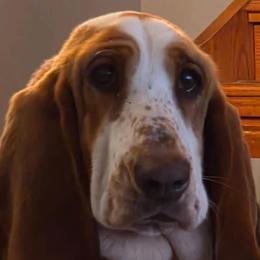 Happy - Basset Hound