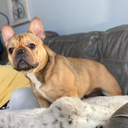 French Bulldogs from Southern Charm Frenchie