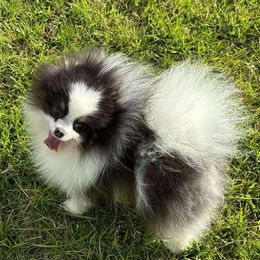 Blu - Pomeranian