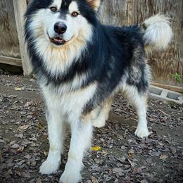 Lucifer - Alaskan Malamute