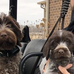 Wirehaired Pointing Griffons from Southern Cypress Kennel, LLC