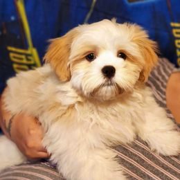 Shih Tzu Puppies from Pure Beauty Shih Tzu Pups