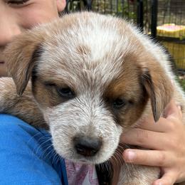 Male 03 - Red speckled male Australian Cattle Dog puppy in Sheridan, Oregon from 6pk Cattledogs