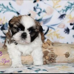 Shih Tzu Puppies from Charlemagne Shih Tzus