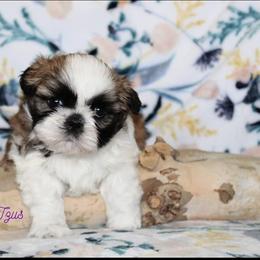 Shih Tzu Puppies from Charlemagne Shih Tzus