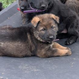 Purple - Sable female German Shepherd puppy in Motley, Minnesota from Von Thomson Haus