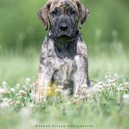 Great Dane Puppies from Ellenni Danes