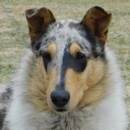 Collies from Travler Collies