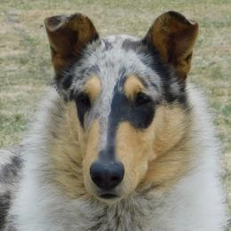 Collies from Travler Collies