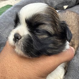 Brandon - Liver and white male Shih Tzu puppy in West Palm Beach, Florida from Must Be Love
