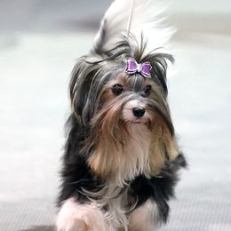 TT - Biewer Terrier