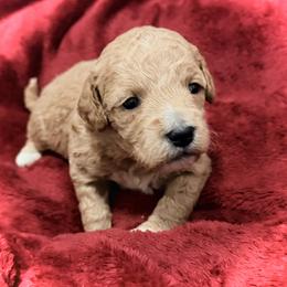 Happy - Red  female Goldendoodle puppy in Bradenton, Florida from Christianna’s Mini Goldendoodles