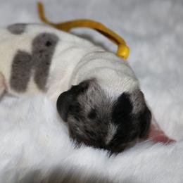 Yellow - Piebald female Dachshund puppy in Peebles, Ohio from Cave Valley Hounds