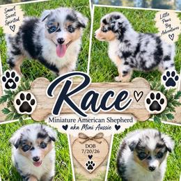 Race - Blue merle male Miniature American Shepherd puppy in Covington County, Alabama from Sweetbay Aussies/ Miniature American Shepherds