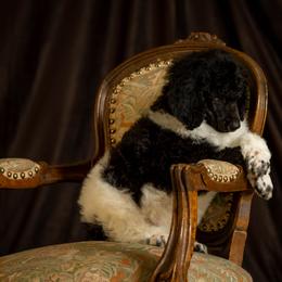Poodle Puppies from Setting the Standard Poodles