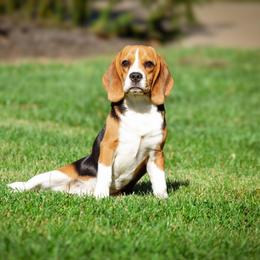 Bolt - Blue tan and white female Beagle puppy in Caldwell, Ohio from Folklore Kennel