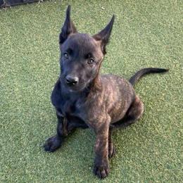Boy 5 - Black brindle male Dutch Shepherd puppy in San Diego, California from TecK9s