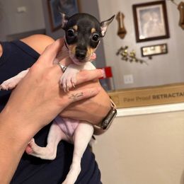 Lola's AD4 - White black and tan male Toy Fox Terrier puppy in Clermont, Florida from Debbie Hiles's Toy Fox Terriers