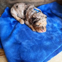 Bernedoodle and Poodle Puppies from Orange Blossom Poodles & Doodles