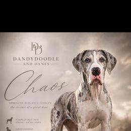 Chaos - Great Dane