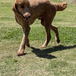 Bernedoodles, Goldendoodles, and Golden Retrievers from Were The Mack'Doodles