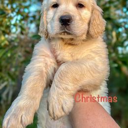 Golden Retriever Puppies from CentralFLGoldens