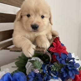 Boy 2 - male Golden Retriever puppy in Moapa, Nevada from Little Bitta Luck Farms