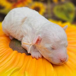 Boy - White male Poodle puppy in Salem, Missouri from Meadowbrook Poodles