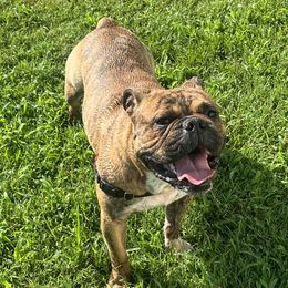 Apollo - Olde English Bulldogge