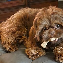 Rufus - Shih Tzu