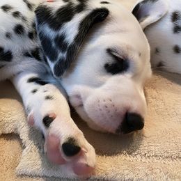 Dalmatian Puppies from Whispered Spots Dalmatians