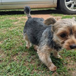 Yorkshire Terrier Puppies from Blue Belle Baby Yorkies