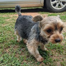 Yorkshire Terrier Puppies from Blue Belle Baby Yorkies