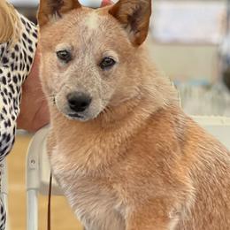 Harley - Australian Cattle Dog