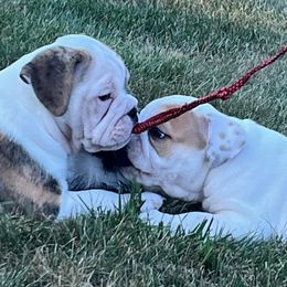 Bulldog Puppies from Tonya Clouser