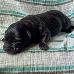 Cyrilla (Green) - Gold brindle female Dutch Shepherd puppy in Slippery Rock, Pennsylvania from Pytka Performance K9