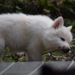 Siberian Husky Puppies from Dreamers Mile