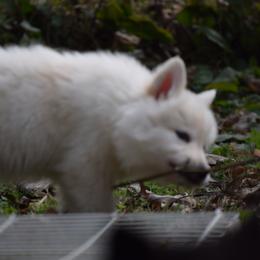 Siberian Husky Puppies from Dreamers Mile