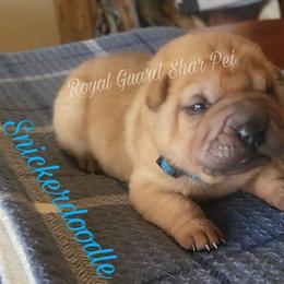 Snickerdoodle - Fawn male Chinese Shar-Pei puppy in Columbus, Indiana from Royal Guard Shar Pei