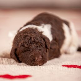 Poodle Puppies from Setting the Standard Poodles