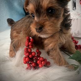 Yorkshire Terrier puppies from Three Yorkie Family