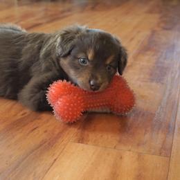 Australian Shepherd Puppies from Pole Canyon Australian Shepherds